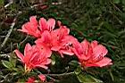 火紅杜鵑-花03.JPG