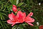 火紅杜鵑-花10.JPG