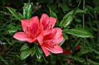 火紅杜鵑-花11.JPG