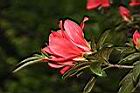 火紅杜鵑-花15.JPG