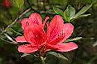 火紅杜鵑-花17.JPG