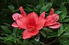 火紅杜鵑-花20.JPG