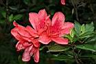 火紅杜鵑-花30.JPG