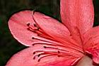 火紅杜鵑-花蕊00.JPG