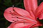 火紅杜鵑-花蕊01.JPG