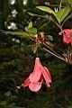 火紅杜鵑-落花06.JPG