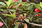 火紅杜鵑-雌蕊00.JPG