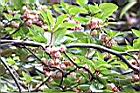 燈籠花-花03.JPG