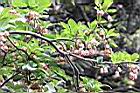 燈籠花-花04.JPG