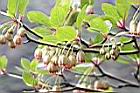 燈籠花-花09.JPG