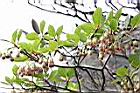燈籠花-花11.JPG