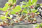 燈籠花-花14.JPG