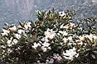 猴頭杜鵑-花14.JPG