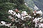 猴頭杜鵑-花16.JPG