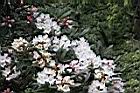猴頭杜鵑-花20.JPG
