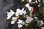 猴頭杜鵑-花27.JPG