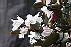 猴頭杜鵑-花28.JPG