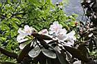 猴頭杜鵑-花33.JPG