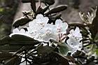 猴頭杜鵑-花36.JPG