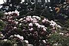 玉山杜鵑-花01.JPG