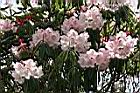 玉山杜鵑-花08.jpg