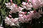 玉山杜鵑-花09.jpg