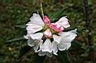 玉山杜鵑-花12.jpg