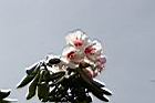 玉山杜鵑-花23.jpg