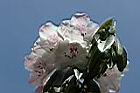 玉山杜鵑-花29.jpg