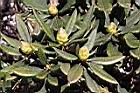 玉山杜鵑-花苞09.JPG