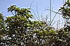 玉山杜鵑21.JPG