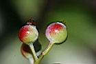 珍珠花-紅實02.jpg
