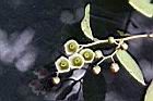白珠樹-花蕊2.jpg