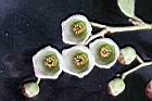 白珠樹-花蕊4.jpg