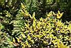 紅毛杜鵑-幼葉0.jpg