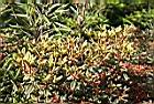 紅毛杜鵑-幼葉2.jpg