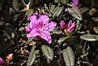 紅毛杜鵑-花03.JPG