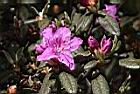 紅毛杜鵑-花04.JPG