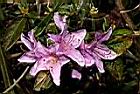 紅毛杜鵑-花09.JPG