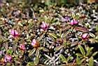 紅毛杜鵑-花苞03.JPG