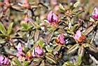 紅毛杜鵑-花苞06.JPG