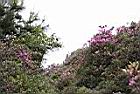 紅毛杜鵑19.JPG