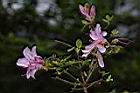 細葉杜鵑-花04.JPG