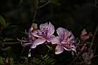 細葉杜鵑-花06.JPG