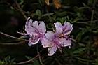細葉杜鵑-花08.JPG