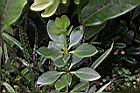 著生杜鵑10.JPG