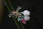 藍莓-花01.JPG