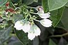 藍莓-花序05.JPG