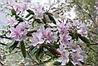 西施花-花02.jpg