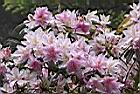 西施花-花08.jpg